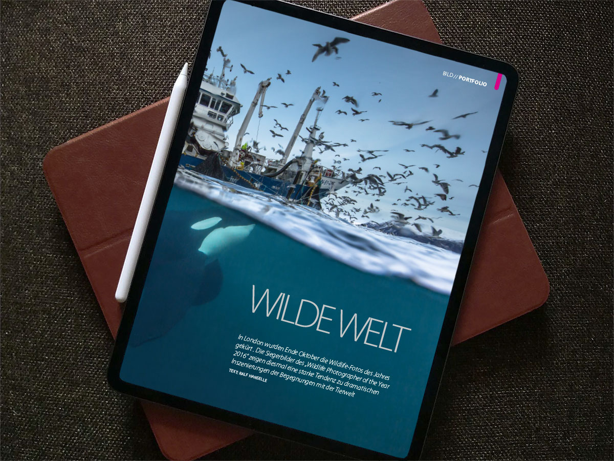 Dargestellt ist ein Bild aus dem Fotomagazin. Es zeigt einen Orca unter Wasser, gleichzeitig Vögel und einen Kutter über Wasser. Titel: Wilde Welt